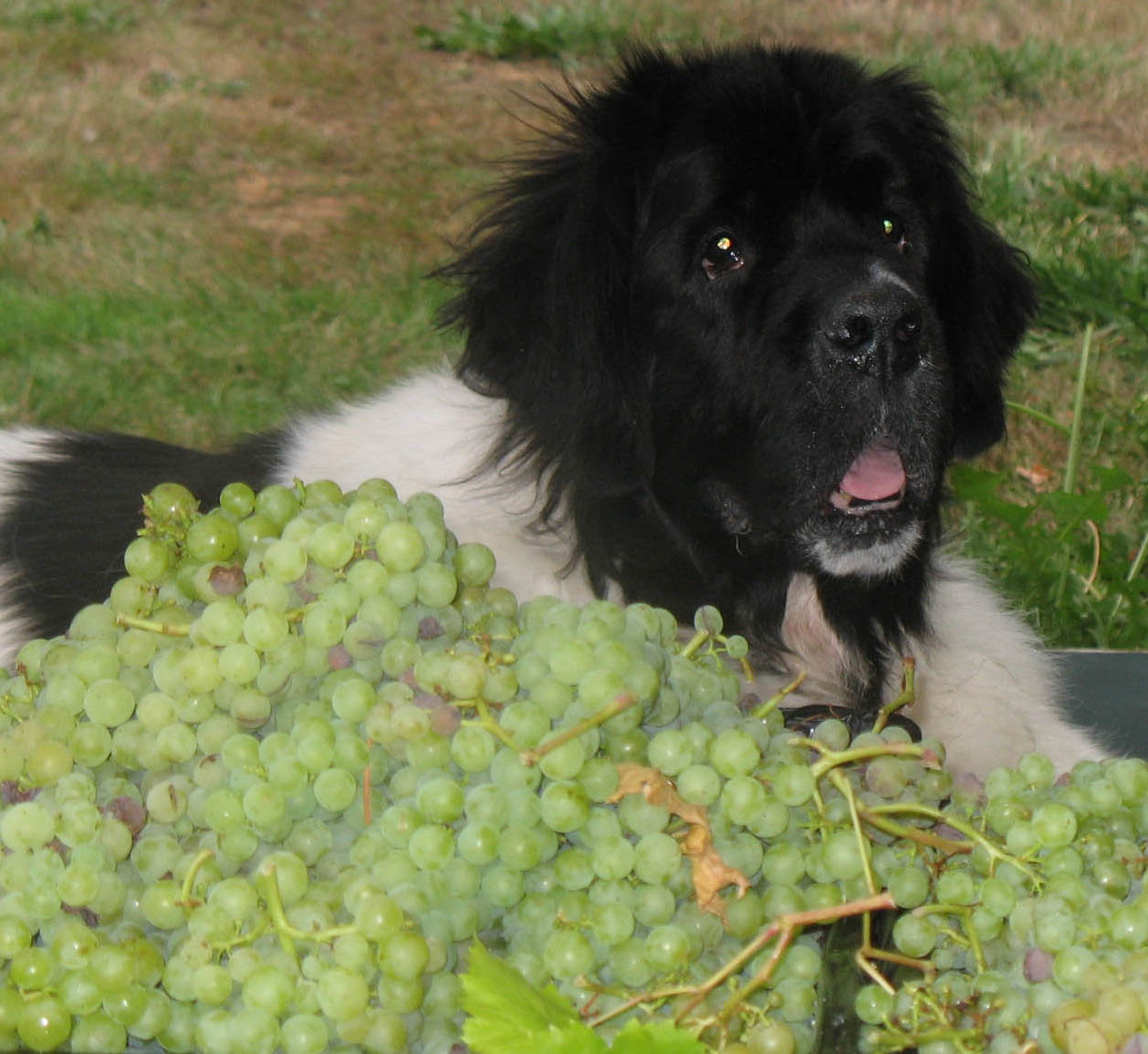 Gracie at 2006 harvest